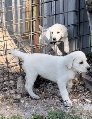Bothpuppies.jpg