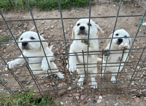 Threepuppies.jpg