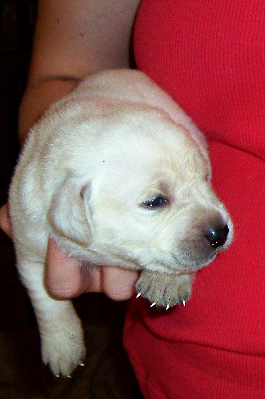 Ladypup.jpg