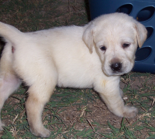 Mitchpup4wks.jpg