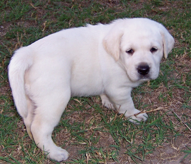 Tropiesmale5wks.jpg