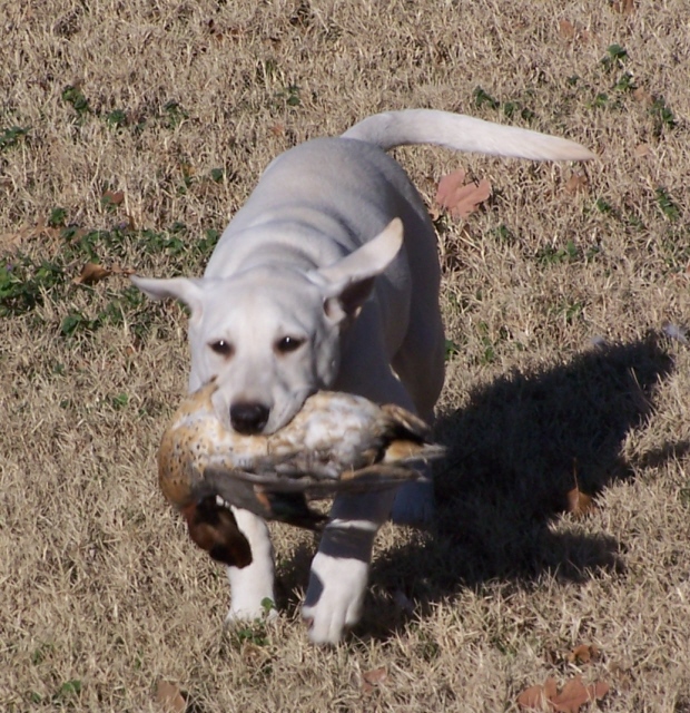 chadbayerpuppy.jpg