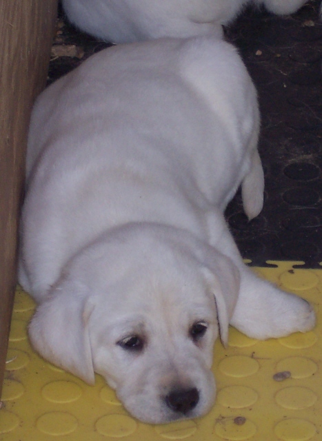 mitchpuppy6wks.jpg