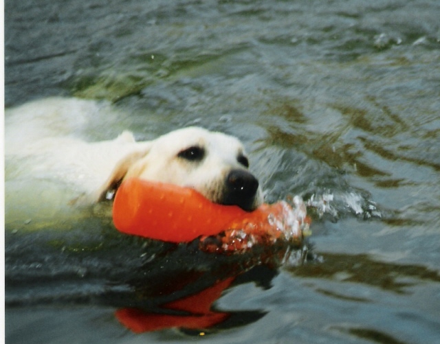 waterretrieve.jpg